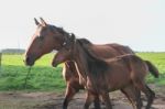 Horses In The Argentine Countryside Stock Photo