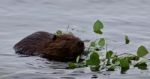 Beautiful Background With A Beaver Eating Leaves Of A Tree In The Lake Stock Photo