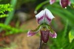 Paphiopedilum Callosum Stock Photo Stock Photo