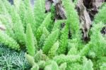 Green Plant Decorated In Home Garden Stock Photo