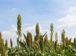 Sorghum Field Stock Photo