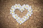 Heart Shaped Plumeria Flowers Stock Photo