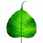 Green Leaf Stock Photo