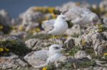 Young Seagulls Near The Cliffs Stock Photo