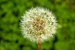 Dandelion Stock Photo