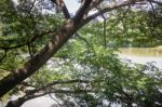 Big Green Tree In Garden Pond Stock Photo