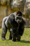 Western Lowland Gorilla (gorilla Gorilla Gorilla) On A Zoo Stock Photo