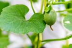 Close Up Baby Melon With Melon Flower, Popular Stock Photo