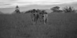 Country Cows Stock Photo