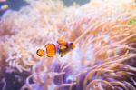 Cartoon Fish Near Sea Anemone Stock Photo