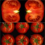 Tomatoes Collage Stock Photo