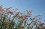 
Grass, Sky, Sun, Beautiful Late Stock Photo