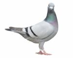 Full Body Of Speed Racing Pigeon Bird Isolate White Background Stock Photo