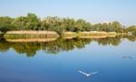 River Landscape In Summer Stock Photo