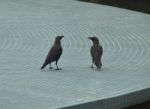 Socialising: Ravens Chatting Stock Photo