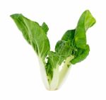 Bok Choy Vegetable Isolated Stock Photo