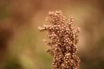 Field Of Australian Sorghum Stock Photo