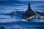 Wild Dolphins Stock Photo