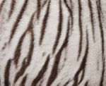 White Bengal Tiger Fur Stock Photo