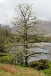 Mossy Tree Stock Photo