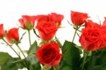 Red Roses Stock Photo