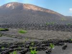 The Vines Of Lanzarote Stock Photo