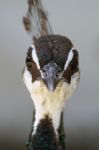 Female Peacock (pavo Cristatus) Stock Photo