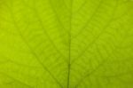 Green Leaf Stock Photo