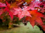 Acer Tree Leaves Changing Colour In Autumn Stock Photo