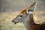 Deer Outside During The Day Stock Photo