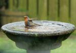 Robin Bathing Stock Photo