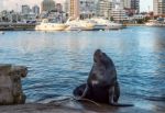 Seal Lying In The Sun In Front Of The Yacht Club In Punta Del Es Stock Photo