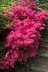 Azaleas In Full Bloom Stock Photo