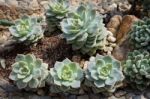 Succulent Plant Stock Photo