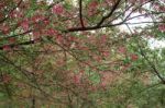 Sakura On A Tree Stock Photo