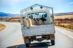 Three Lamas With Traditional Ear Tags Ride In A Truck. Road To L Stock Photo