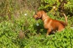 Serbian Hound Dog Stock Photo