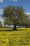 Almond Orchard In A Field Of Yellow Flowers Stock Photo