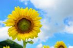 Sunflower Or Helianthus Annuus On Sky Background Stock Photo