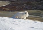 Arctic Fox Stock Photo