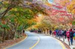 Naejangsan,korea - November 1: Tourists Taking Photos Of The Beautiful Scenery Around Naejangsan Park,south Korea During Autumn Season On November 1, 2015 Stock Photo