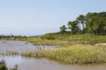 Small Patch Of Trees And Pond Stock Photo