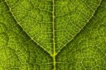 green Leaf with vein Stock Photo