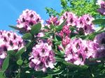 Rhododendron-flowers In The Park Stock Photo