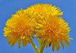 Dandelion Stock Photo