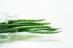 Aloe Vera  On White Background Stock Photo