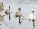 Swans Stock Photo