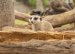 One Meerkat Looking Around Stock Photo