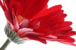 Red Gerbera With Water Drops Stock Photo