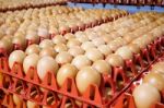 Egg Processing Plant Near Bergamo In Italy Stock Photo